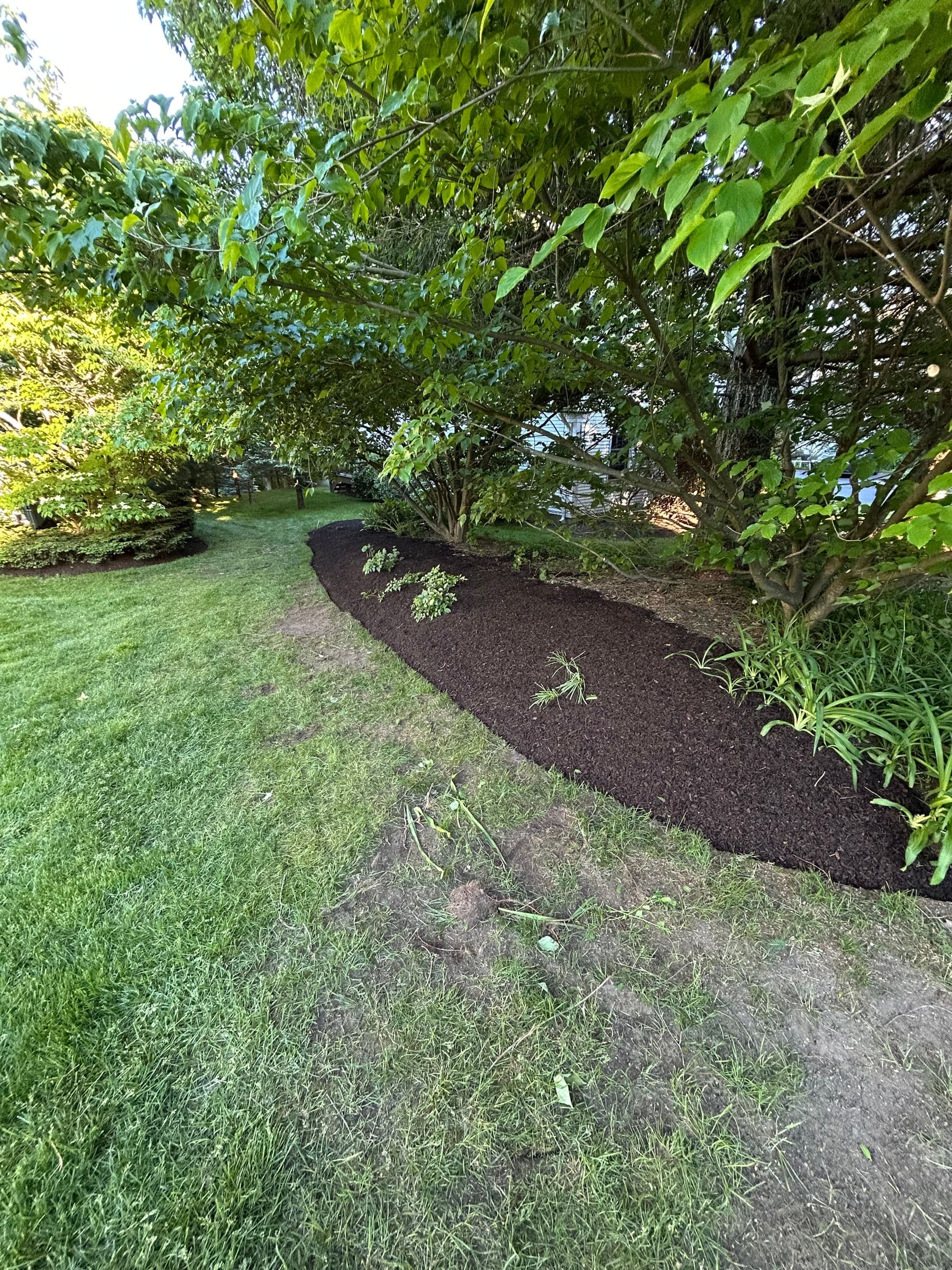 Freshly mulched bed cut along a shaded tree line beside a mowed lawn in Madison, CT
