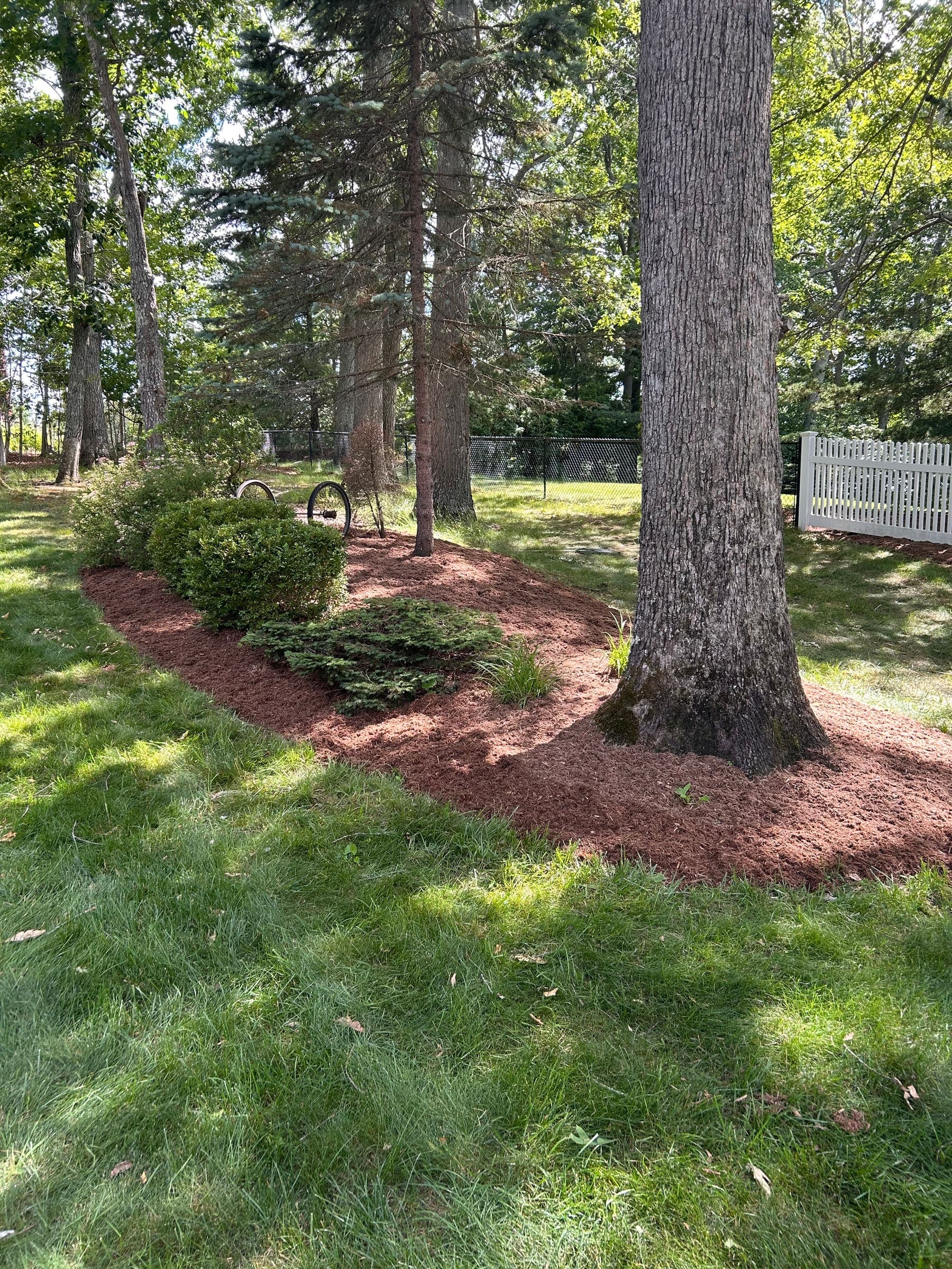 Fresh mulch ring installed around a mature shade tree on a Madison, CT lawn