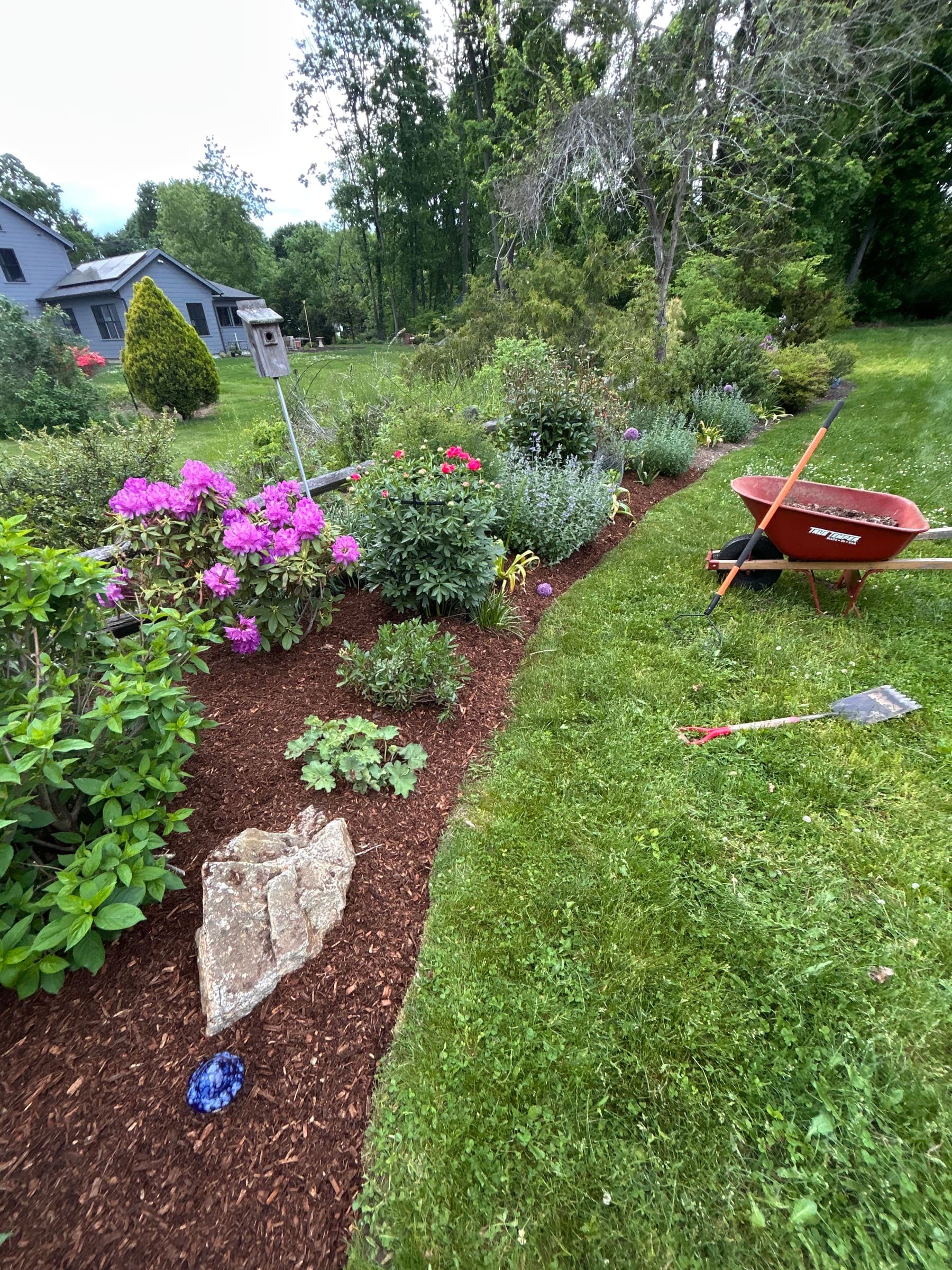 Wheelbarrow beside a newly mulched flower bed with pink azaleas in bloom