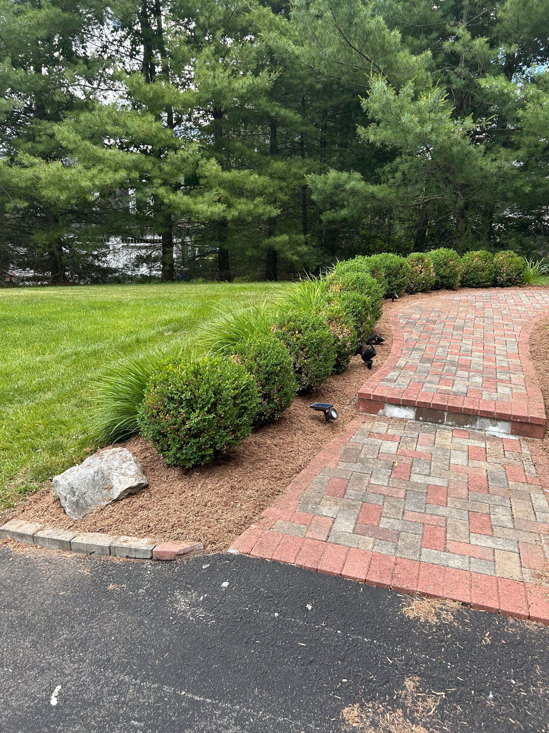Fresh mulch and rounded boxwoods sweeping along a paver walkway at a Madison, CT home